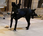 Small #6 Black Mouth Cur Mix