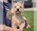 Small #3 Cairn Terrier Mix