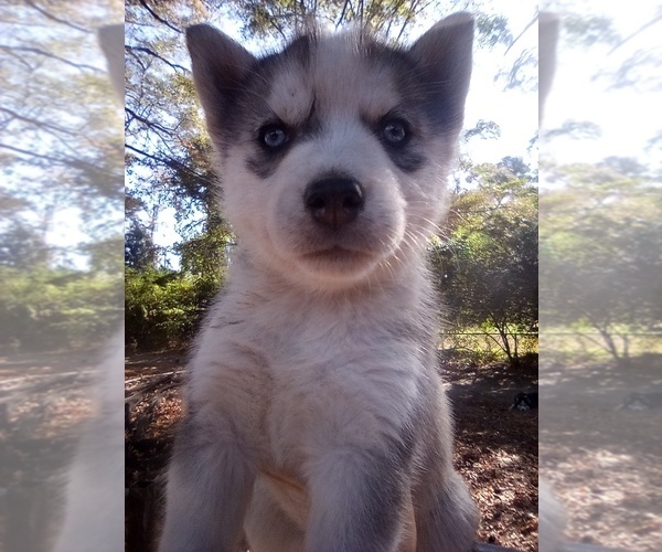 Medium Photo #1 Siberian Husky Puppy For Sale in FLORENCE, SC, USA