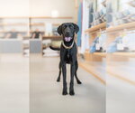 Small #5 Labrador Retriever Mix