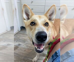 Stella - Female Mutt Dog for Adoption - Photo #7