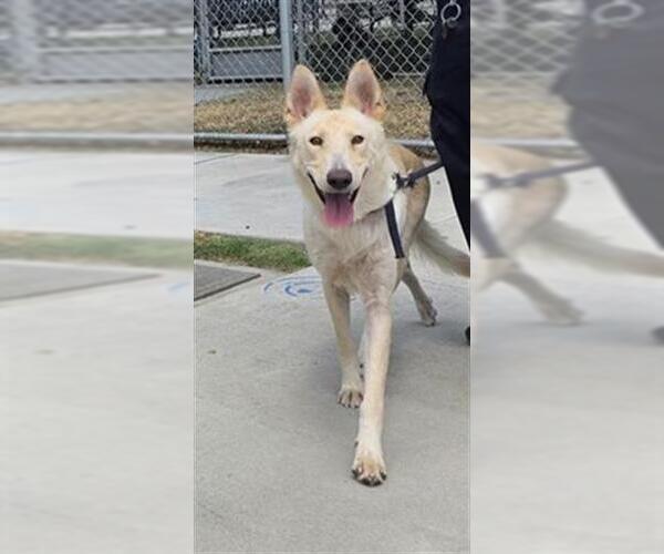 Medium Photo #2 Siberian Husky Puppy For Sale in Downey, CA, USA