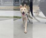 Small #1 Siberian Husky