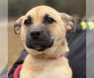 Mutt Dogs for adoption in Yardley, PA, USA