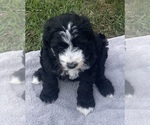 Small Photo #26 Sheepadoodle Puppy For Sale in CONROE, TX, USA