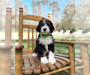 Bernedoodle Puppy for Sale in MAGNOLIA, Texas USA