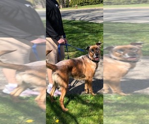 DRAKO - Male Mutt Dog for Adoption - Photo #11