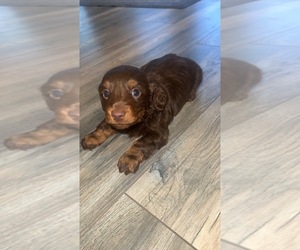 Dachshund Puppy for sale in ANGIE, LA, USA