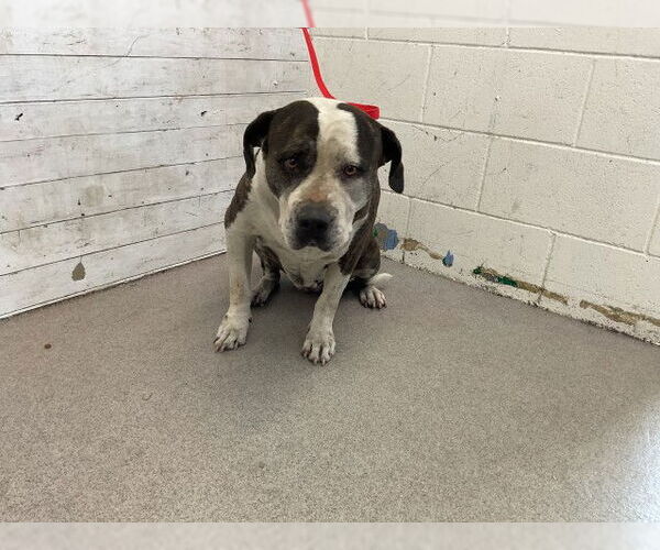 Medium Photo #1 American Pit Bull Terrier Puppy For Sale in San Bernardino, CA, USA