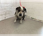 Small American Pit Bull Terrier