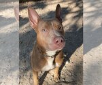 Small #5 American Staffordshire Terrier Mix