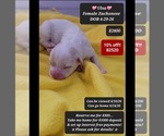 Image preview for Ad Listing. Nickname: Ulsa