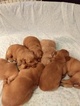 Small Photo #2 Golden Retriever Puppy For Sale in TRINITY, NC, USA