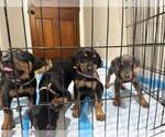 Small Photo #2 Doberman Pinscher Puppy For Sale in LOS ANGELES, CA, USA