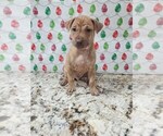 Small Photo #24 Phu Quoc (Vietnam Island) Ridgeback Puppy For Sale in HELOTES, TX, USA