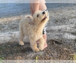 Small Photo #13 Labradoodle Puppy For Sale in CANON, GA, USA