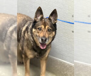 German Shepherd Dog-Unknown Mix Dogs for adoption in Las Vegas, NV, USA