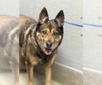 Small German Shepherd Dog Mix