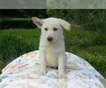 Small #3 German Shepherd Dog
