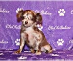 Small Photo #14 Chihuahua Puppy For Sale in CHARLESTON, AR, USA