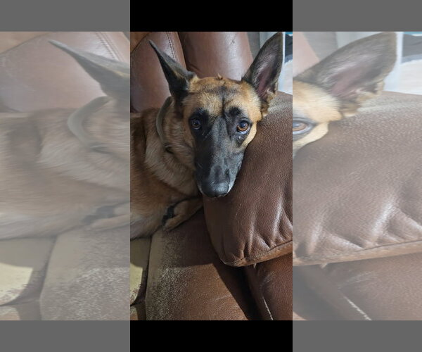 Medium Photo #1 Mutt Puppy For Sale in Stevens Point, WI, USA