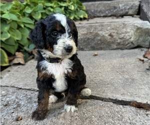 Miniature Bernedoodle Puppy for Sale in DENVER, Pennsylvania USA