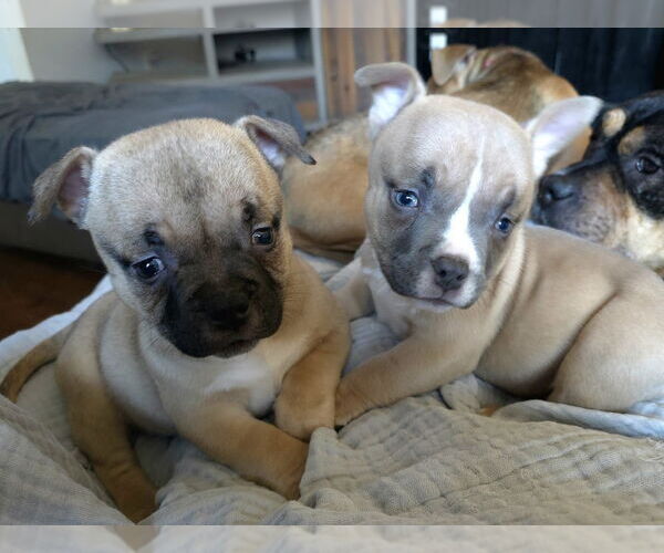 Medium Photo #2 American Staffordshire Terrier-Bulldog Mix Puppy For Sale in Raleigh, NC, USA