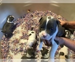 Small Photo #2 American Pit Bull Terrier Puppy For Sale in MARIANNA, FL, USA