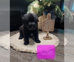 Puppy 2 Chinese Shar-Pei-German Shepherd Dog Mix