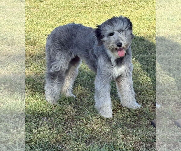 Medium Photo #2 Poodle (Miniature)-Unknown Mix Puppy For Sale in Cranston, RI, USA