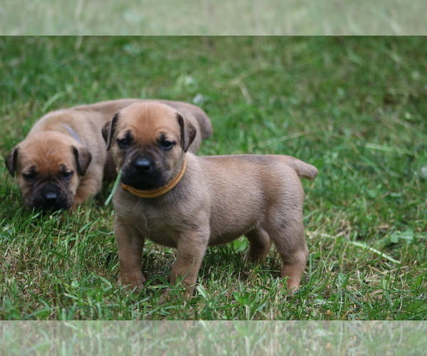 Medium Photo #25 Boerboel Puppy For Sale in WASILLA, AK, USA