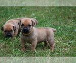 Small #3 Boerboel