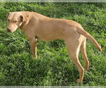 Small #10 Labrador Retriever Mix