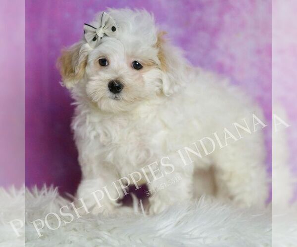 Medium Photo #51 Maltipoo (Miniature) Puppy For Sale in WARSAW, IN, USA