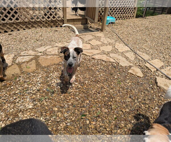 Medium Photo #3 Mutt Puppy For Sale in Garden City, NY, USA