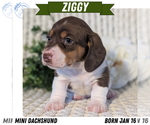Puppy Ziggy Dachshund