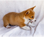 Small #4 Pembroke Welsh Corgi
