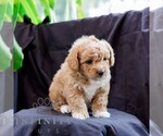 Small #3 Poodle (Toy)-Zuchon Mix