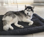 Small #9 Siberian Husky Mix