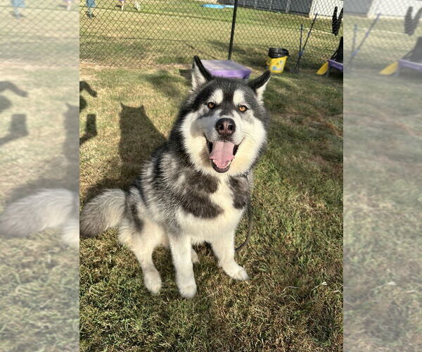 Medium Photo #1 - Mix Puppy For Sale in Evansville, IN, USA