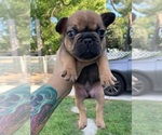 Small Photo #1 French Bulldog Puppy For Sale in PASADENA, CA, USA