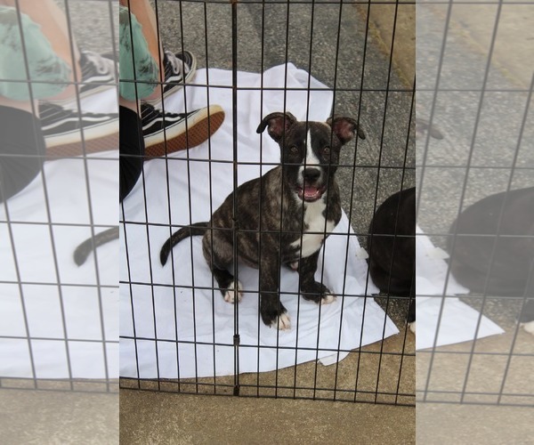 Medium Photo #16 American Staffordshire Terrier-German Shepherd Dog Mix Puppy For Sale in McDonough, GA, USA