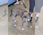 Small #1 American Pit Bull Terrier Mix