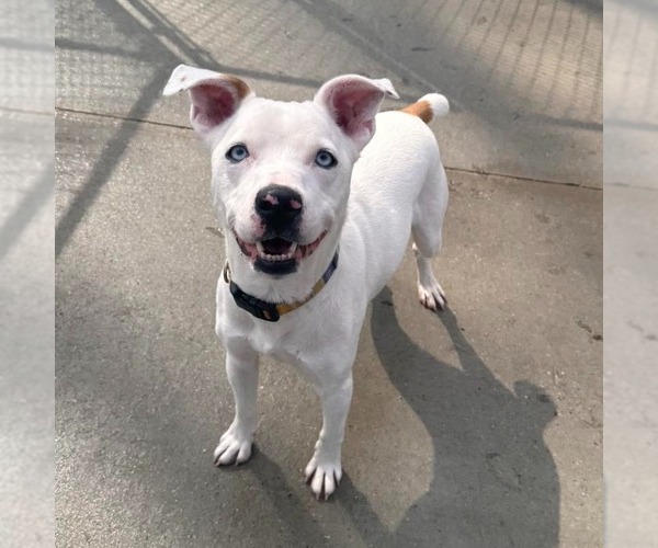 Medium Photo #3 Labrador Retriever Puppy For Sale in Muskegon, MI, USA