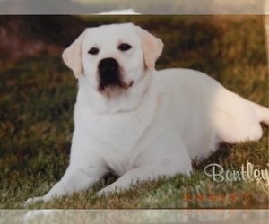 Father of the Labrador Retriever puppies born on 02/04/2025