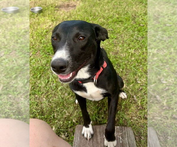 Medium Photo #3 Labrador Retriever-Unknown Mix Puppy For Sale in Claremore, OK, USA