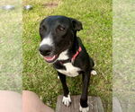Small #2 Labrador Retriever Mix