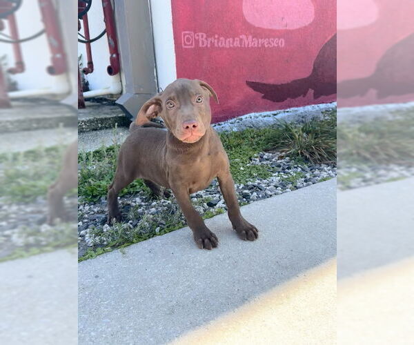 Medium Photo #3 Chihuahua-Unknown Mix Puppy For Sale in Sanford, FL, USA