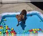 Small #1 American Pit Bull Terrier-Labrador Retriever Mix