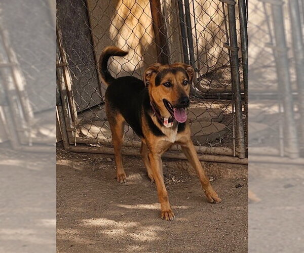 Medium Photo #5 German Shepherd Dog-Unknown Mix Puppy For Sale in MIDWAY, UT, USA